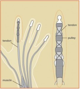 flexor tendons hand