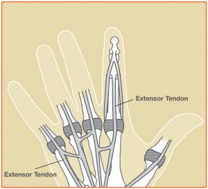 extensor tendons hand