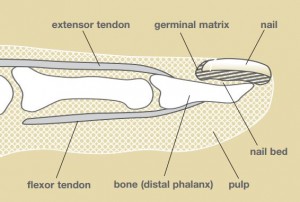 fingertip anatomy
