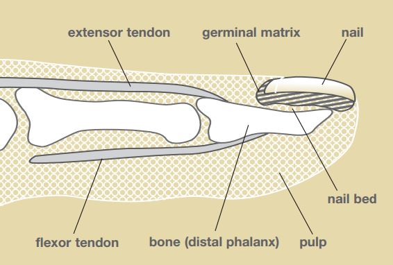 Nail anatomy  Wikipedia